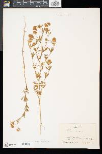 Trifolium arvense image