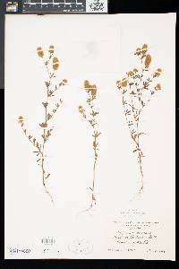 Trifolium arvense image