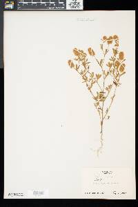 Trifolium arvense image