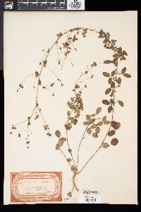 Lespedeza procumbens image