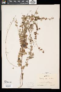 Lespedeza repens image