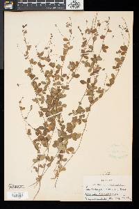 Lespedeza repens image