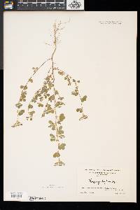 Lespedeza stipulacea image