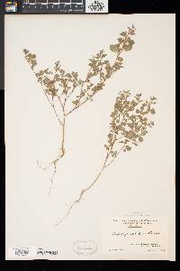 Lespedeza stipulacea image