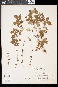 Lespedeza violacea image