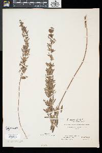 Lespedeza virginica image