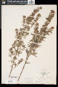 Lespedeza virginica image