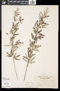 Lespedeza virginica image