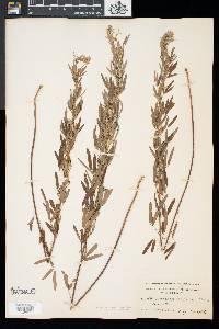 Lespedeza virginica image