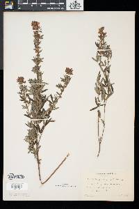 Lespedeza virginica image