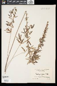 Lespedeza virginica image