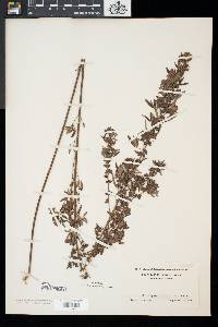 Lespedeza virginica image