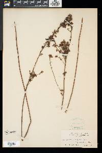 Lespedeza virginica image