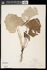Tussilago farfara image