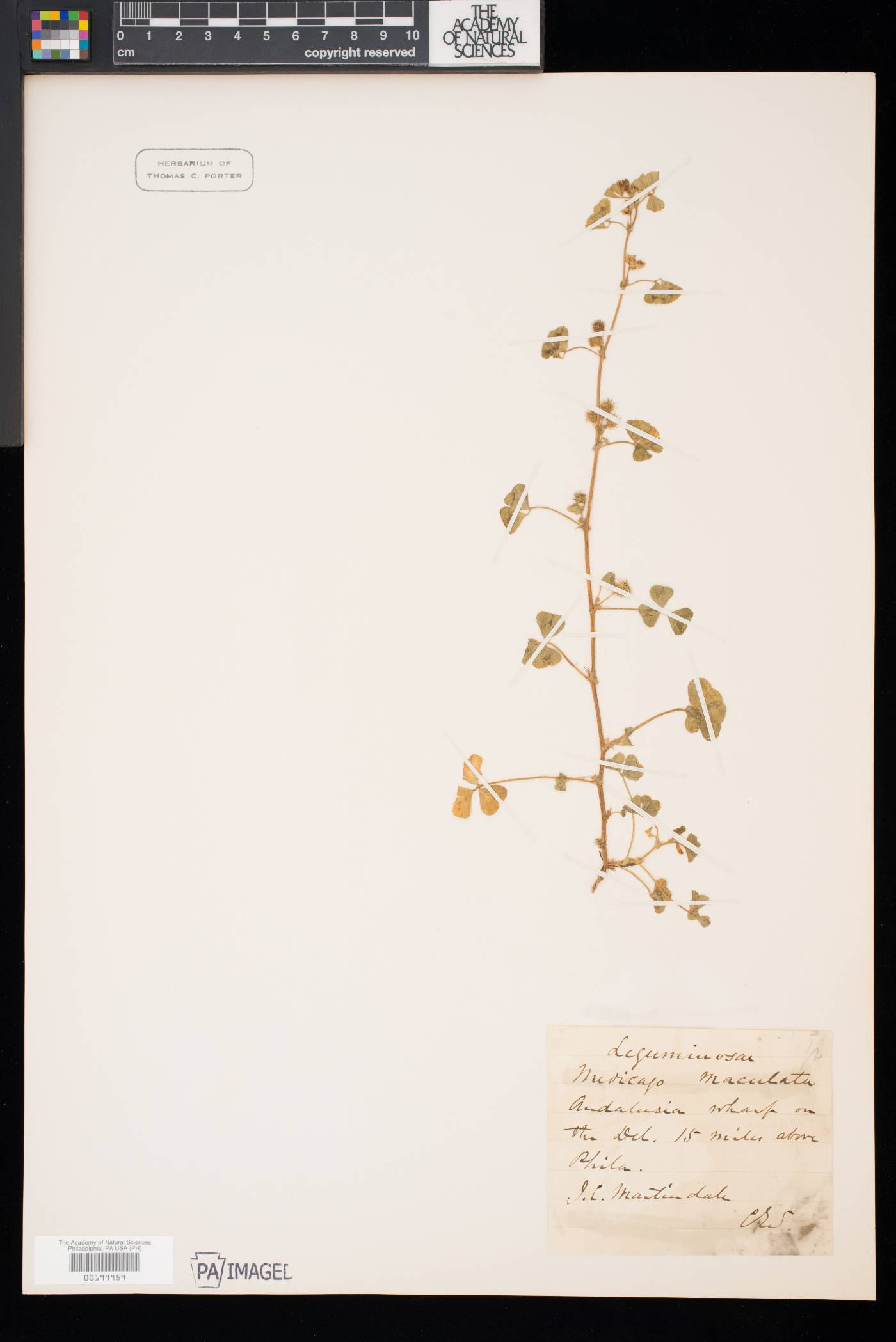 Medicago arabica image