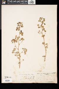 Medicago polymorpha image