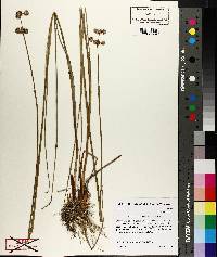 Juncus megacephalus image