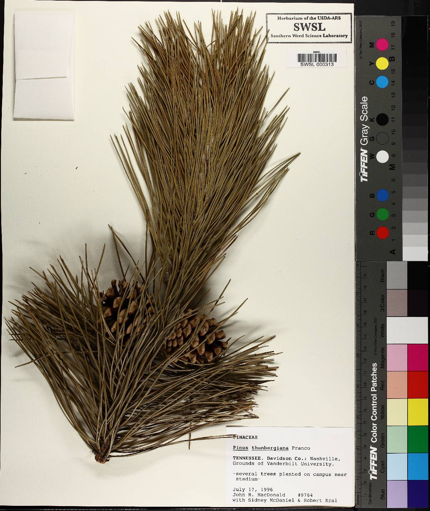 Pinus thunbergii image