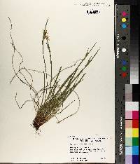 Sisyrinchium campestre image