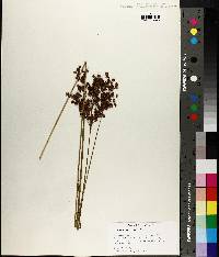 Juncus biflorus image