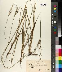 Juncus biflorus image