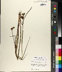 Juncus brachycarpus image