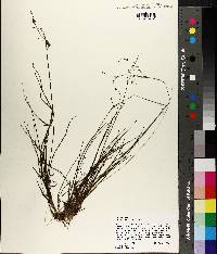 Juncus debilis image