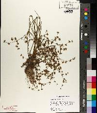 Juncus diffusissimus image