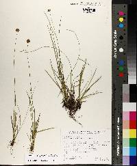 Juncus filipendulus image