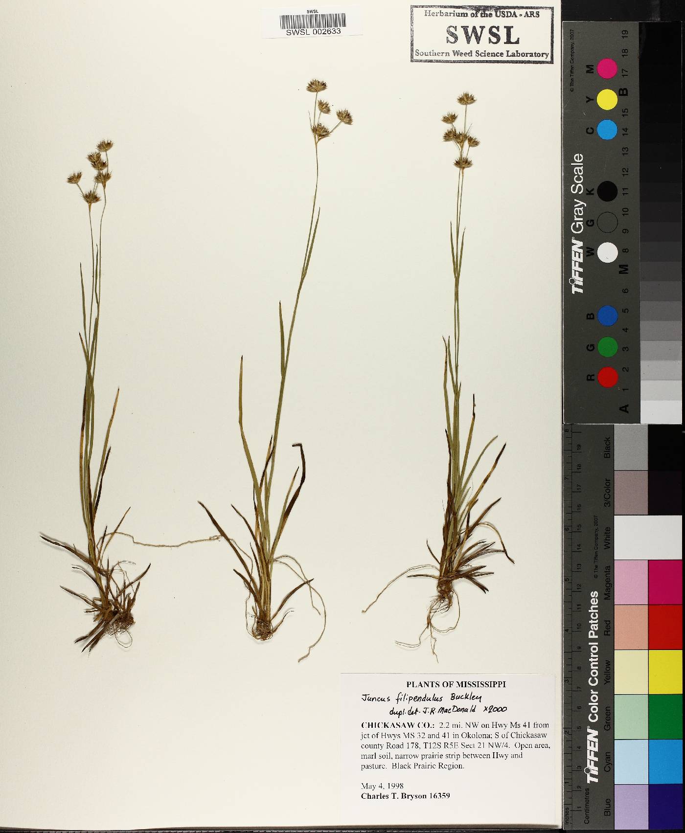 Juncus filipendulus image