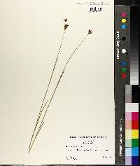 Juncus mertensianus image