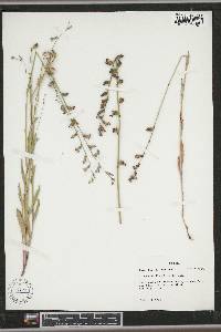 Image of Lobelia flaccidifolia