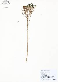 Polygala cymosa image