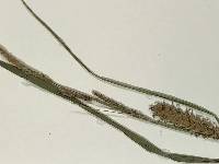 Carex vesicaria image