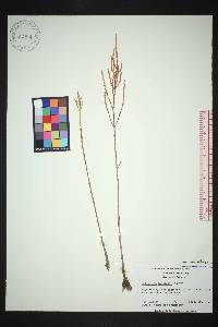 Salicornia bigelovii image