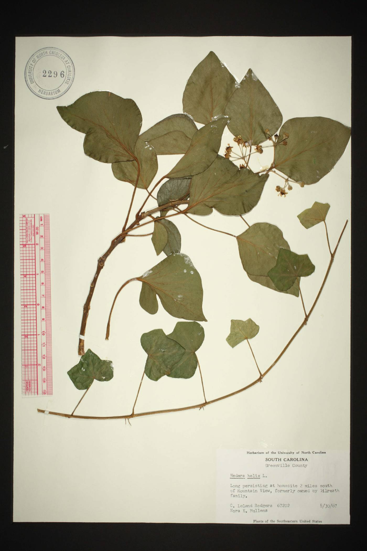 Hedera helix var. helix image