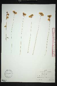 Utricularia cornuta image