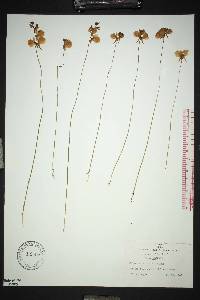 Utricularia cornuta image