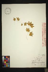 Lygodium palmatum image