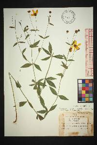 Coreopsis major image