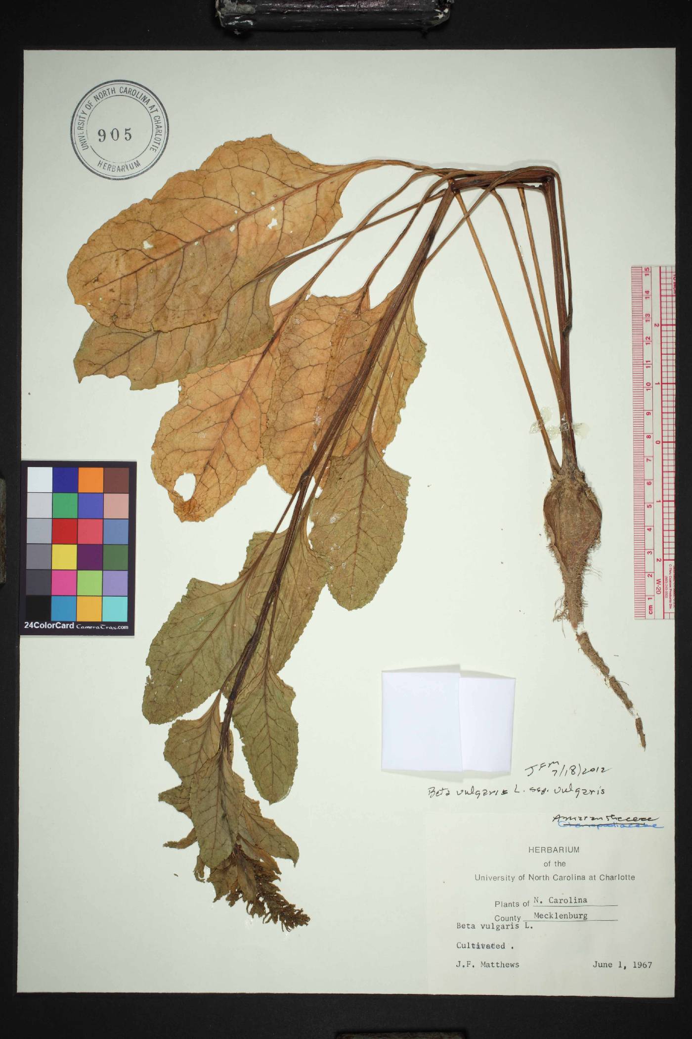 Beta vulgaris subsp. vulgaris image
