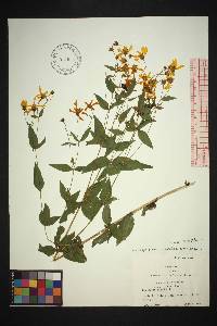 Coreopsis major image