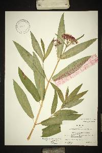 Asclepias incarnata var. incarnata image