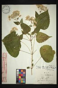 Ageratina roanensis image