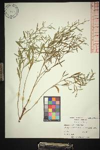 Baccharis angustifolia image