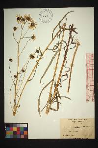 Helianthus angustifolius image