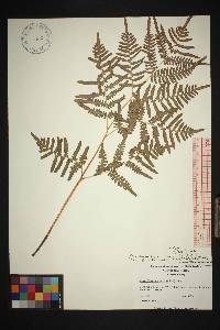 Pteridium esculentum subsp. esculentum image