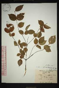 Viburnum rafinesqueanum image