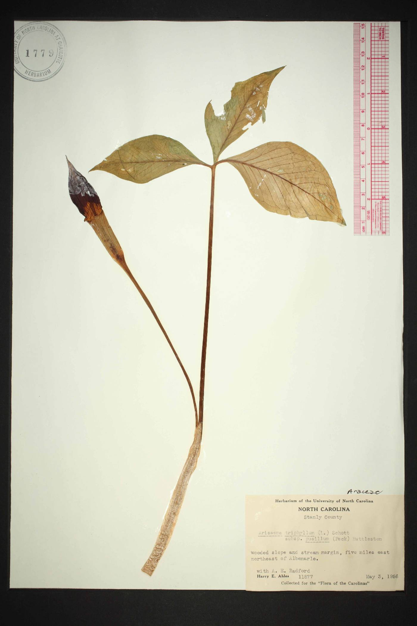 Arisaema pusillum image