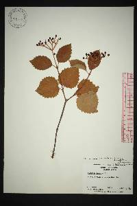 Viburnum dentatum var. dentatum image